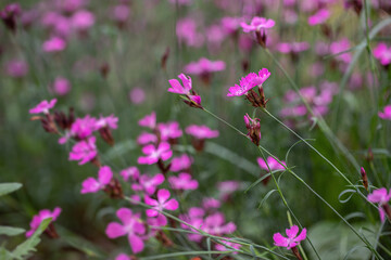 Wall Mural - group of carthusian pink flowers (dianthus carthusianorum) copyspace.