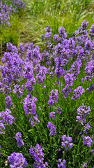 Wall Mural - Beautiful blooming Lavender, close-up