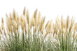© Png  - Elegant pampas grass in soft beige tones against a beautiful natural texture lush foliage decorative plants botanical on transparent background home