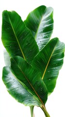 Aufkleber - Lush Banana Leaves With Water Droplets on White Background, Symbolizing Tropical Freshness and Environmental Sustainability : Generative AI
