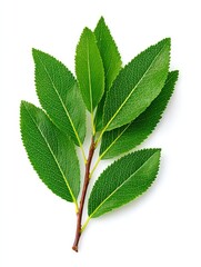 Aufkleber - Fresh Green Leaves on Branch Against White Background, Symbolizing Growth and Environmental Awareness for Sustainable Business Practices : Generative AI