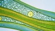 © yashinta - Close-Up Microscopy Image of Plant Cell Walls