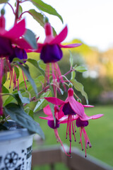 Wall Mural - Close up texture background of flower blossoms on a small potted fuchsia plant with defocused outdoor background