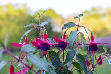 Wall Mural - Close up texture background of flower blossoms on a small potted fuchsia plant with defocused outdoor background