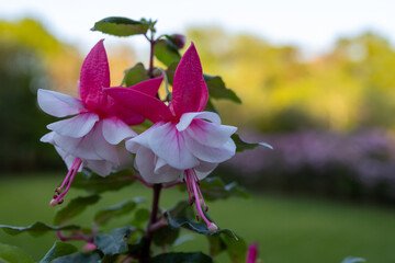 Wall Mural - Close up texture background of flower blossoms on a small potted fuchsia plant with defocused outdoor background