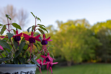 Wall Mural - Close up texture background of flower blossoms on a small potted fuchsia plant with defocused outdoor background