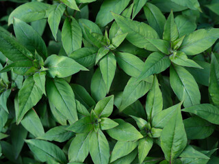 Wall Mural - Close-up of vibrant green leaves.