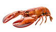© john - whole red lobster isolated on white background