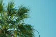 © ismailgazel - Close-up view of a tropical palm tree with lush green fronds stretching into a bright blue sky. The clear sky offers ample copy space, ideal for design or advertising use.