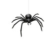 © NAHID - Black spider hanging isolated on transparent background