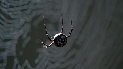 Spider weaves intricate web in a dimly lit corner showcasing nature's artistry and patience