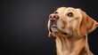 ©  Shomixer - A beautifully captured image of a Labrador dog looking upwards with an expressive face that evokes feelings of curiosity, warmth, and companionship in viewers and pet lovers alike.