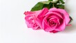 © Dian - macro photo shot  of pink roses and dew drops that are sticking on its, white background
