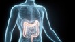 © the - Human anatomy illustration showcasing the colon within a transparent body structure