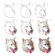 Wall Mural - how to learn to draw an imaginary sketch of a wolf's head. creation step by step watercolor painting