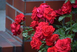 a vertical shot of beautiful red roses