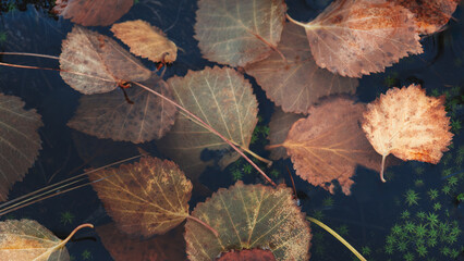Aufkleber - Pond full of autumn leaves floating on the surface. leaves are brown and slightly faded. water is calm and still, without ripples or waves. scene is peaceful and serene.