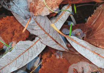 Aufkleber - Autumn brown wet leaves lie on the ground as a textured wide background for web banner template page design