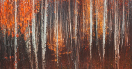 Poster - Autumn forest with many trees and few leaves on the ground. Autumn sad melancholic mood. background for page, web banner template.