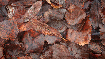 Aufkleber - Autumn brown wet leaves lie on the ground as a textured wide background for web banner template page design