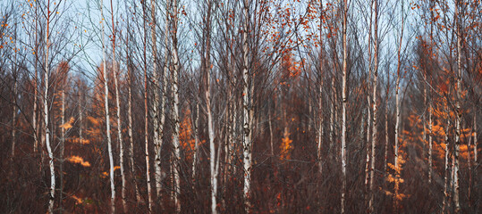 Poster - Autumn forest with many trees and few leaves on the ground. Autumn sad melancholic mood. background for page, web banner template