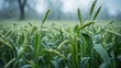 © Sona - Lush green wheat plants in a field with a blurred background. Agriculture, growth, and nature concept. The focus on healthy crop development.