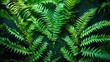 © Sona - A dense collection of green fern leaves with vibrant foliage and lush tropical plant coverage.