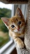 © Ingvar Shelly - pet adoption story, vertical cinematic shot of a charming rescue kitten climbing a modern cat tree tower a heartwarming moment for social media