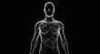© Over View - Abstract wireframe of a human body representing digital anatomy and futuristic technology