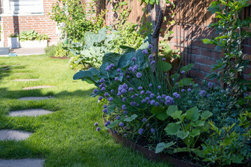 botanical collection, violet blossom of edible, medicinal, ornamental garden plant alllium, chive on