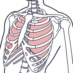 human rib cage anatomy diagram a scalable medical graphic perfect for educational materials presenta