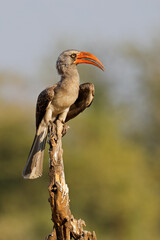 Wall Mural - a bradfields hornbill (lophoceros bradfieldi) perched on a branch, chobe national park, botswana