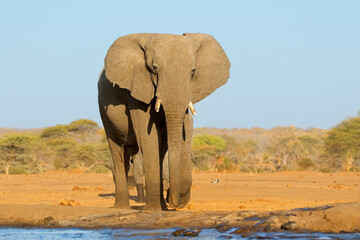 Wall Mural - a large african elephant (loxodonta africana) walking in natural habitat, chobe national park, botsw