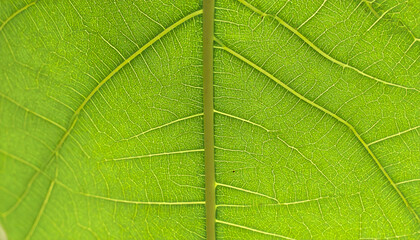 Wall Mural - close up view of vibrant green leaf showcasing intricate vein patterns and smooth texture