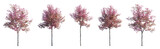 Cherry trees sakura blossoming trees isolated png on a transparent background premium cutout foreground tree (Prunus cerasus, Prunus avium)
