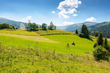 Wall Mural - rural landscape of ukraine in summer for travel. transcarpathia region. countryside scenery with gre