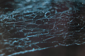 Spider web in the sun
