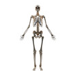 © Png guru - Anatomical skeleton standing isolated on transparent background, a stark reminder of mortality