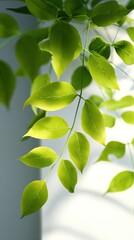Poster - Fresh Green Leaves Hanging in Sunlight, Symbolizing Growth and Environmental Awareness for Sustainable Business Practices and Eco-Friendly Initiatives : Generative AI