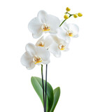 Isolated white orchid plant with green leaves and buds on white background