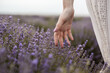 © kegfire - A serene image of a delicate hand brushing against vibrant purple lavender flowers in a picturesque field, evoking a sense of calm, connection with nature, and the beauty of simplicity.