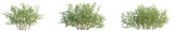 Vaccinium myrtillus Tree front view 4k png cutout transparent background isolate