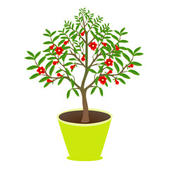 Wall Mural - Blooming pomegranate tree in a pot on a white background..eps