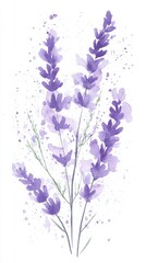 Poster - Lavender flowers illustration on white background