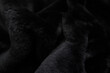 © akın demirci - black fur background