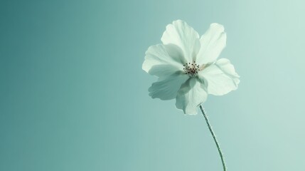 Poster - Single blooming flower in serene outdoor setting during daytime