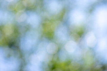 Wall Mural - the image is a blurry, hazy view of a tree with green leaves