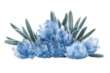 Poster - Frozen blue crocuses with frosty green leaves, a winter wonderland scene. background removed