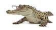 © Ольга Бошарова - Crocodile wearing glasses, lying down in a thoughtful pose