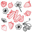 © Muza - Set of strawberries with their flowers. Vector hand drawn line art of summer fruit in red and black isolated on white background. Highly detailed for print and online projects.
